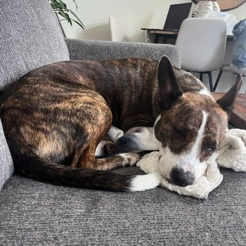Clark, Adoptable, Adult Male Mixed Breed.