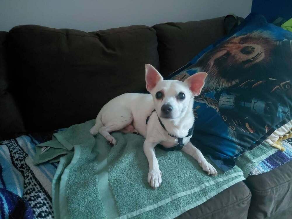 Grilled Cheese **Eligible for Foster-to-Adopt**, a Adoptable mixed breed in New York, NY image 1/6