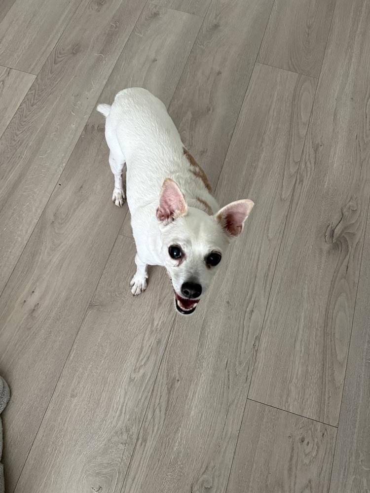 Grilled Cheese **Eligible for Foster-to-Adopt**, a Adoptable mixed breed in New York, NY image 2/6