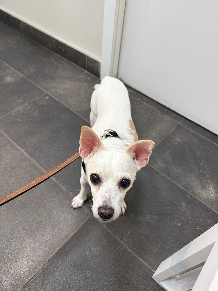 Grilled Cheese **Eligible for Foster-to-Adopt**, a Adoptable mixed breed in New York, NY image 3/6