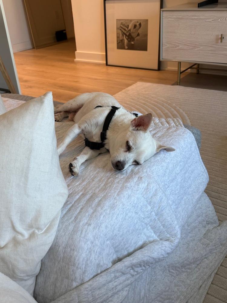 Grilled Cheese **Eligible for Foster-to-Adopt**, a Adoptable mixed breed in New York, NY image 4/6