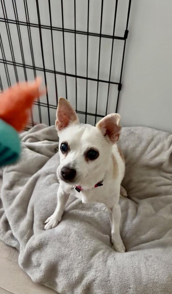 Grilled Cheese **Eligible for Foster-to-Adopt**, a Adoptable mixed breed in New York, NY image 5/6
