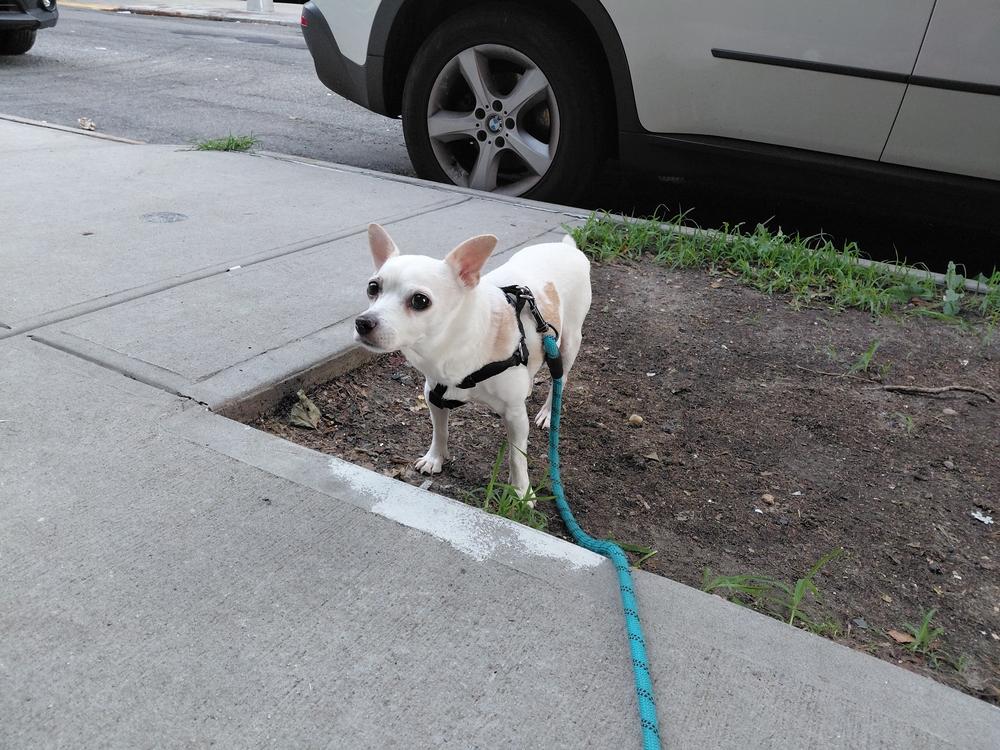 Grilled Cheese **Eligible for Foster-to-Adopt**, a Adoptable mixed breed in New York, NY image 6/6