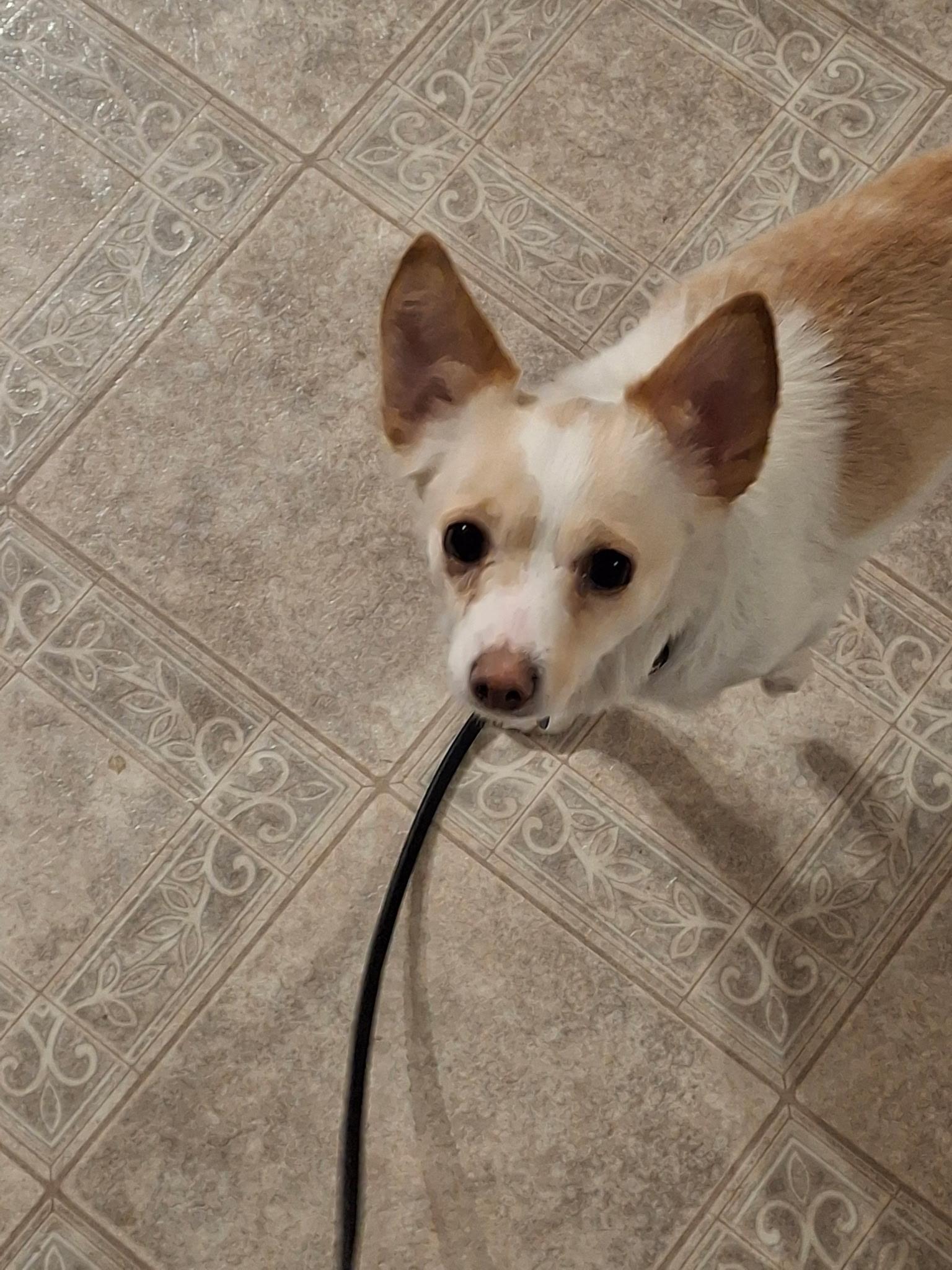 Gretchen, Adoptable, Adult Female Chihuahua.