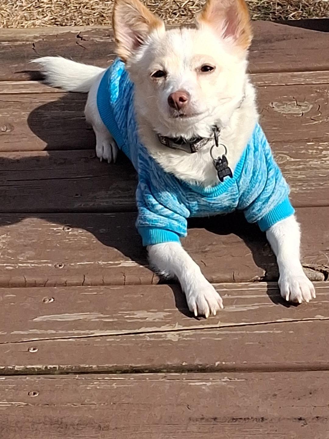 Gretchen, a Adoptable Chihuahua in Hillsborough, NC image 2/4