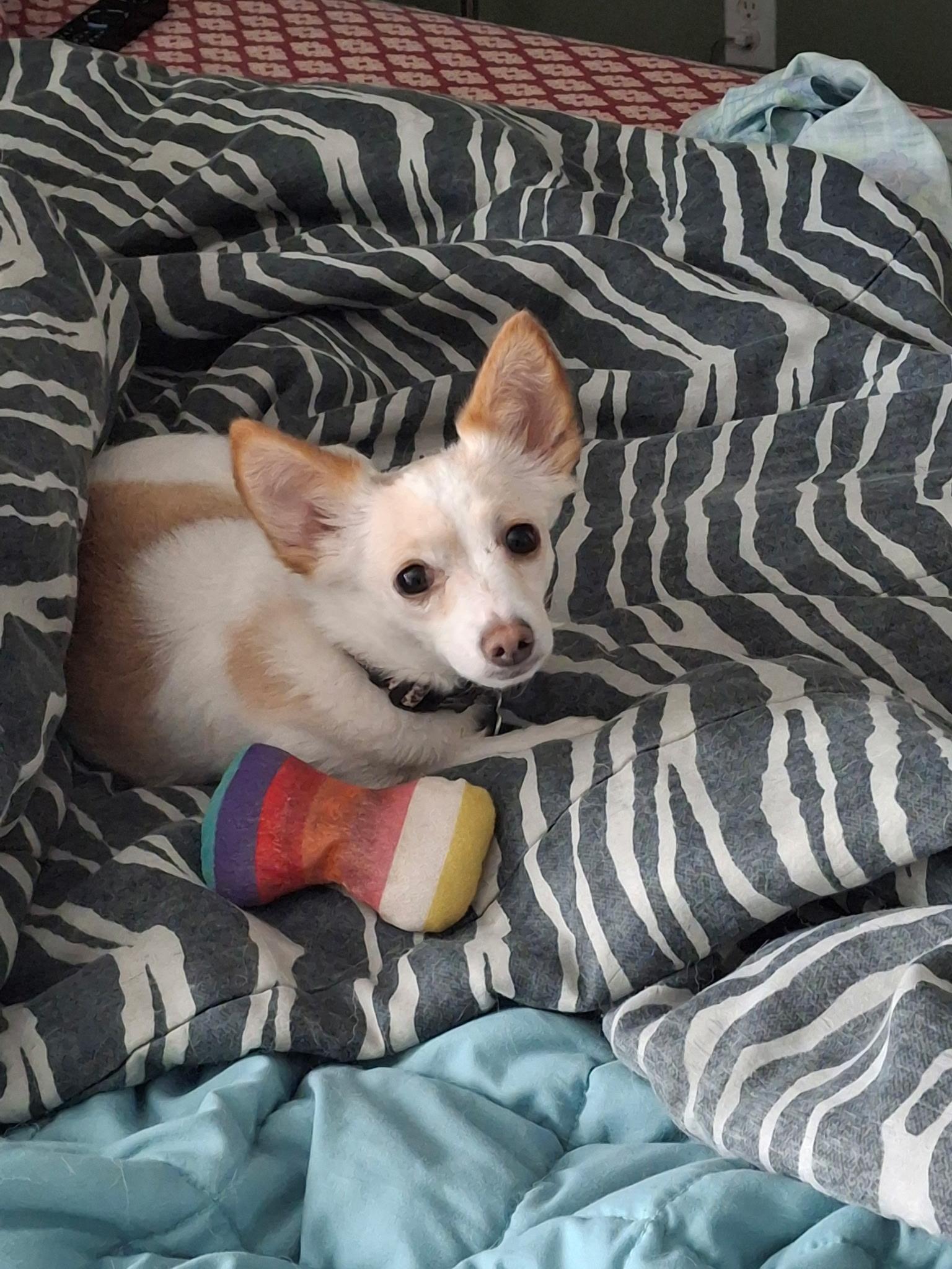 Gretchen, a Adoptable Chihuahua in Hillsborough, NC image 3/4