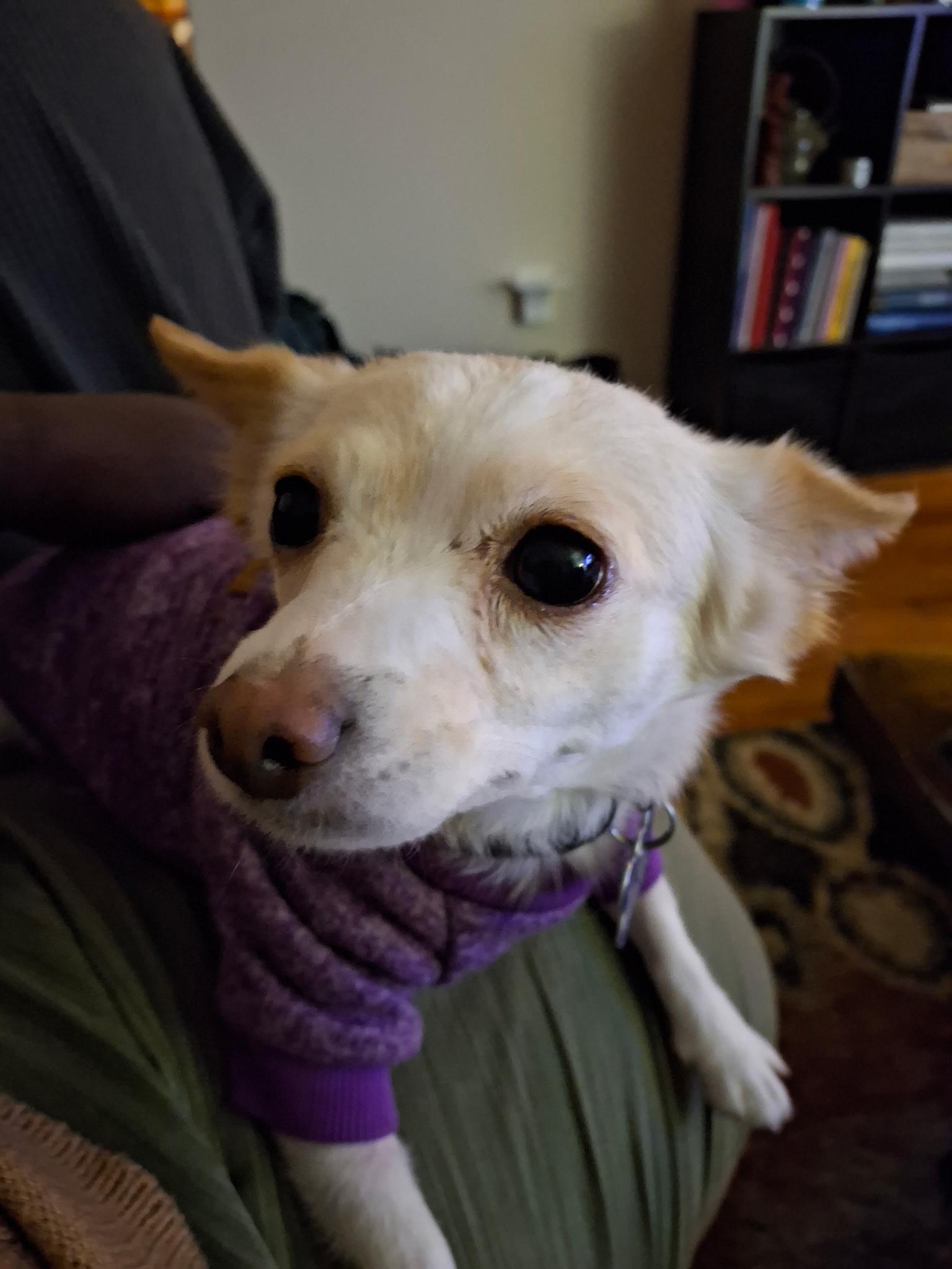 Gretchen, a Adoptable Chihuahua in Hillsborough, NC image 4/4