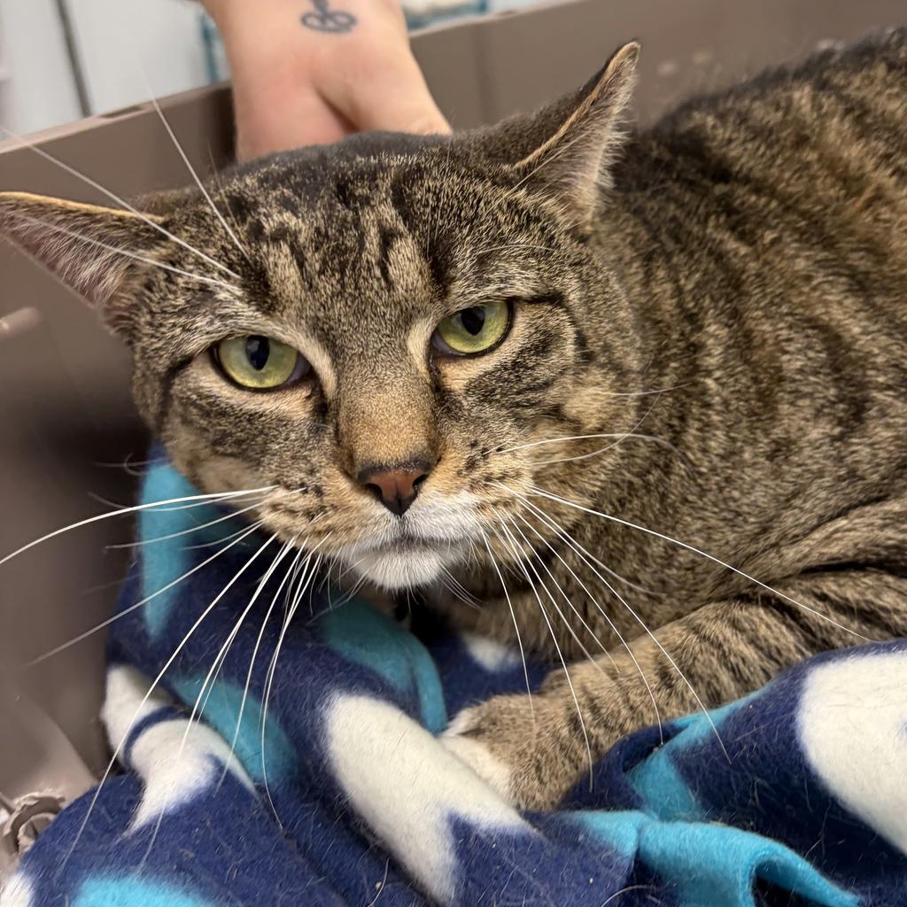 Tommy, Adoptable, Young Male Domestic Short Hair.