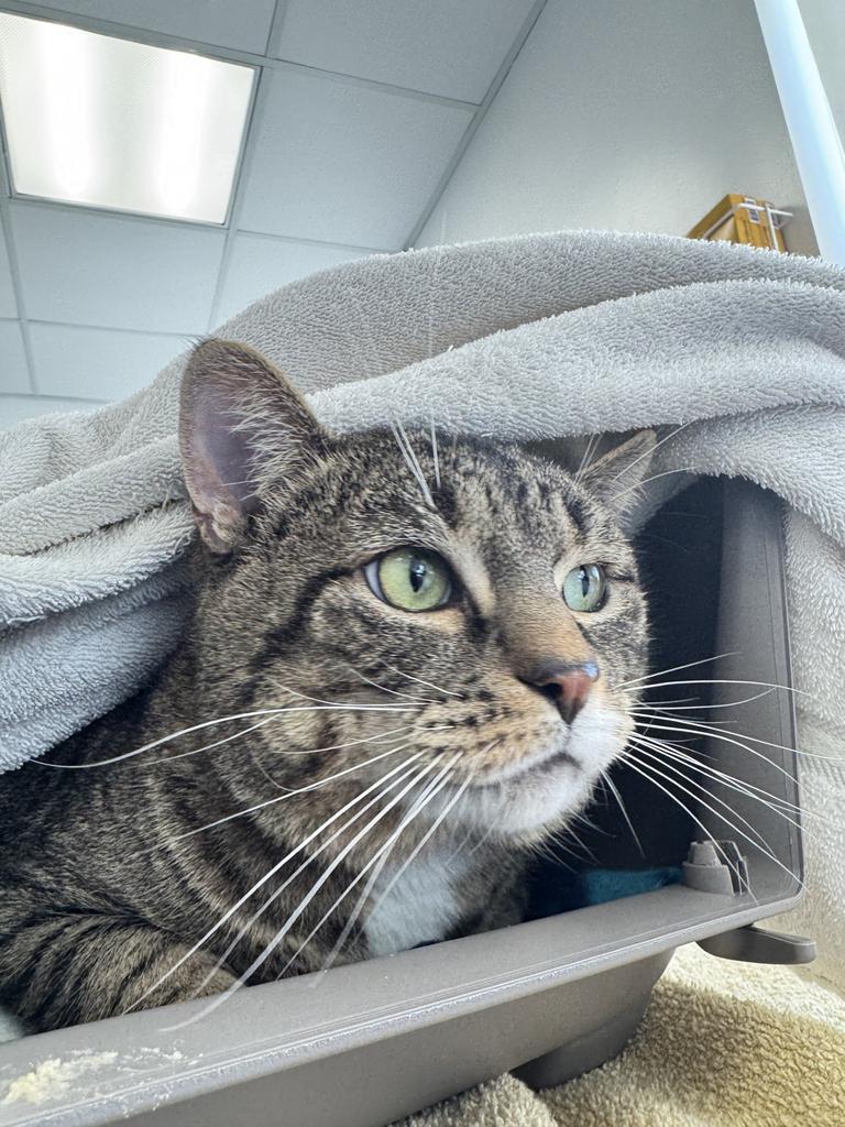 Enlarge Tommy, a Adoptable mixed breed in Saint Paul, MN image 2/3