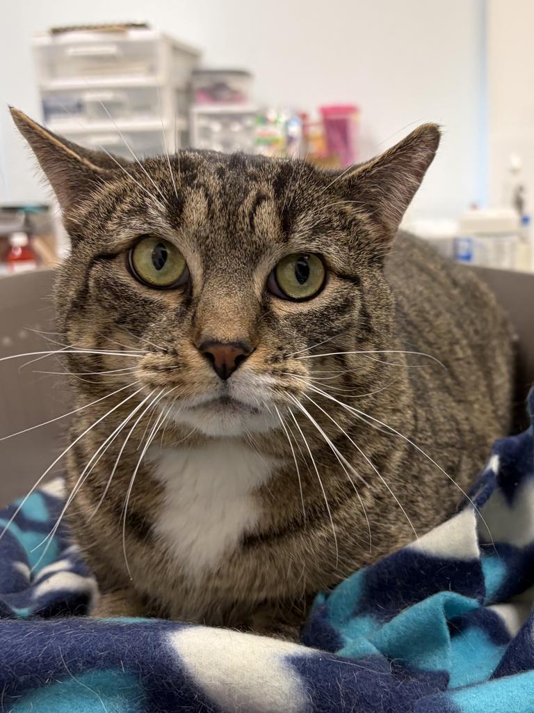 Enlarge Tommy, a Adoptable mixed breed in Saint Paul, MN image 3/3