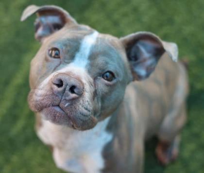 Sparkles, Adoptable, Adult Female Terrier & American Staffordshire Terrier.