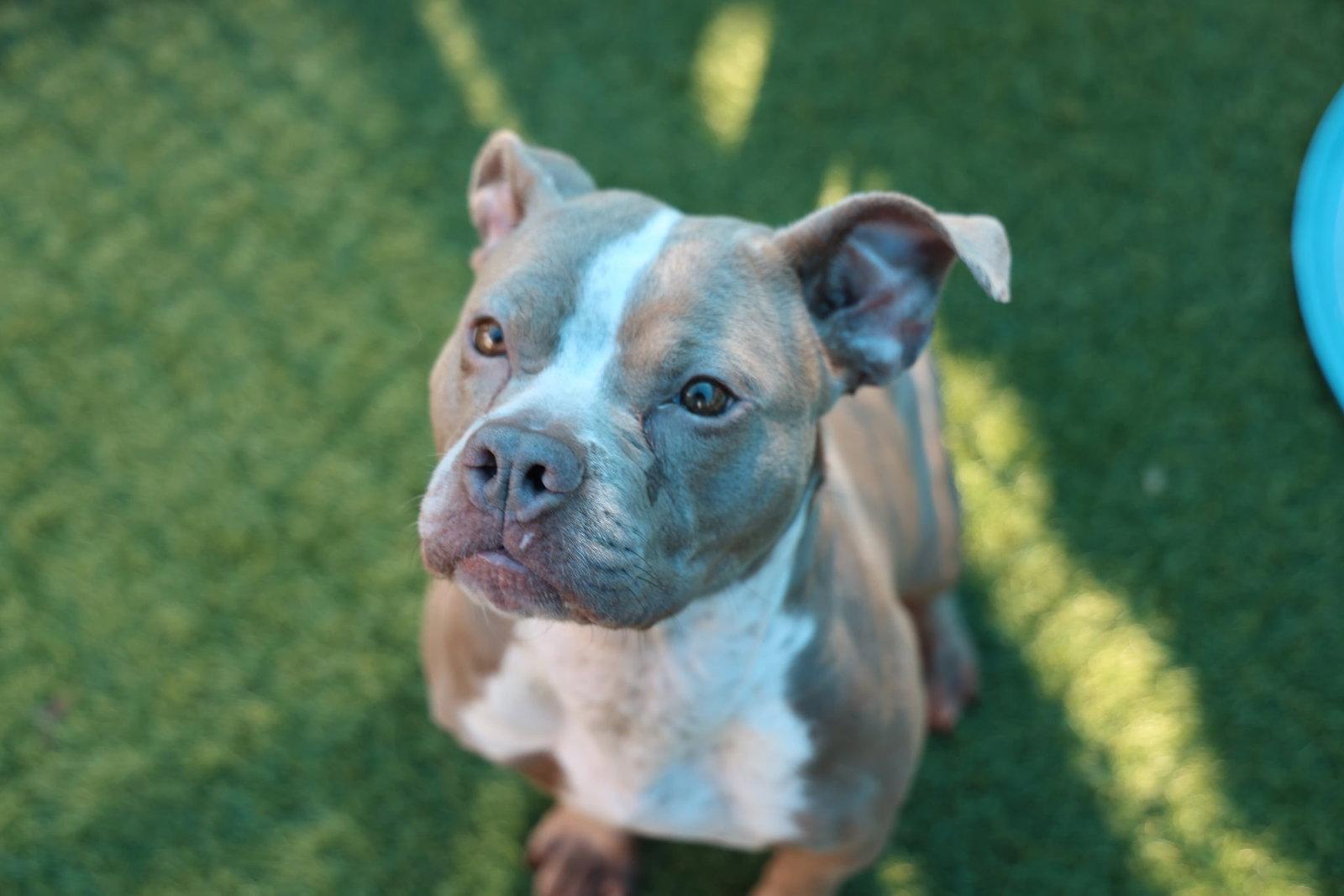 Enlarge Sparkles, a Adoptable mixed breed in Newport, NH image 2/3