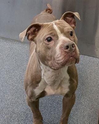 Enlarge Sparkles, a Adoptable mixed breed in Newport, NH image 3/3