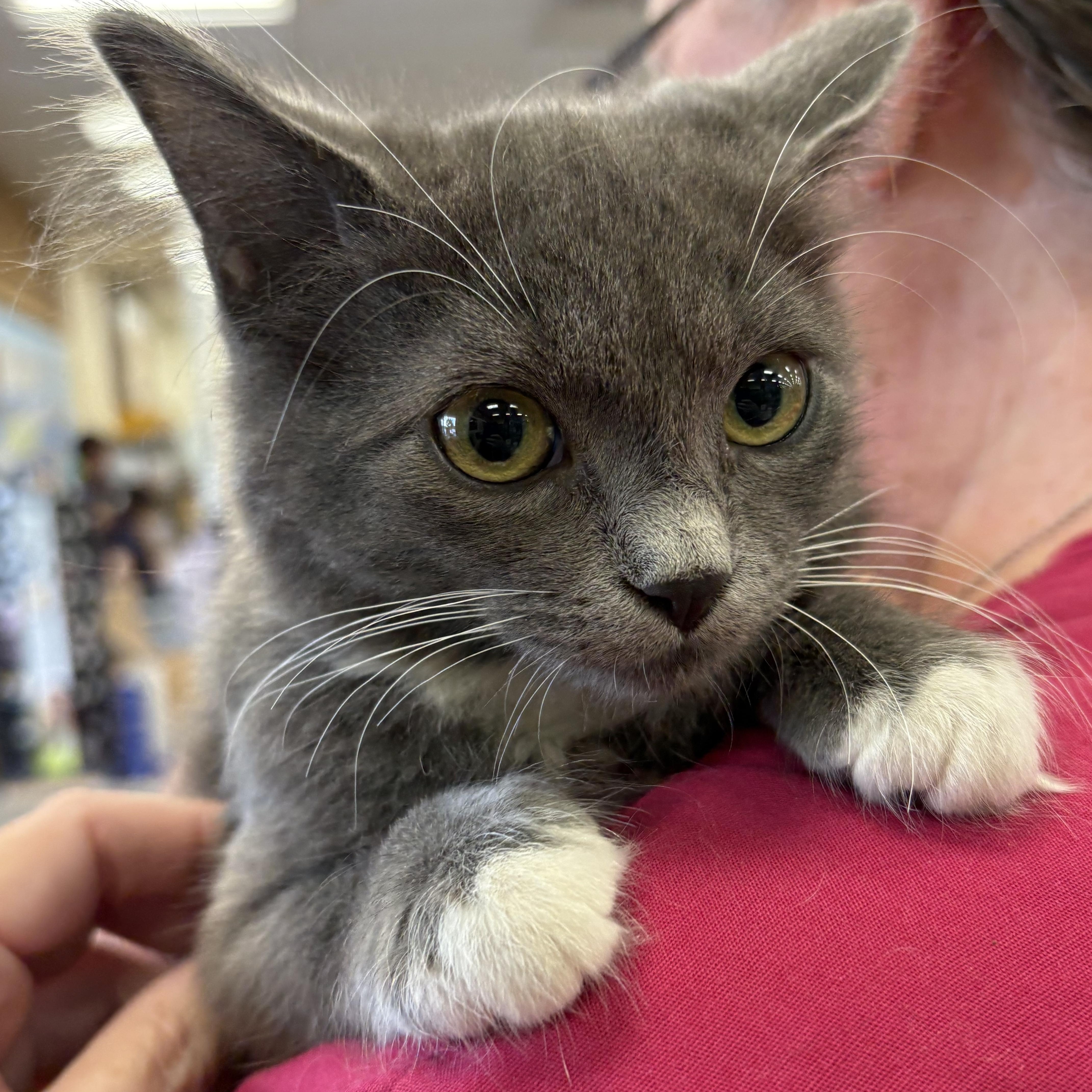 Charm, Baby Female Domestic Medium Hair