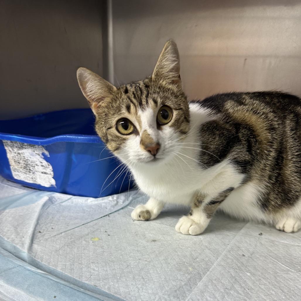 Queen, Adoptable, Young Female Domestic Short Hair.