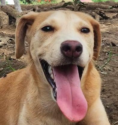 Buffy, an adoptable Labrador Retriever Mix in EL COLORADO, JAL_image-1