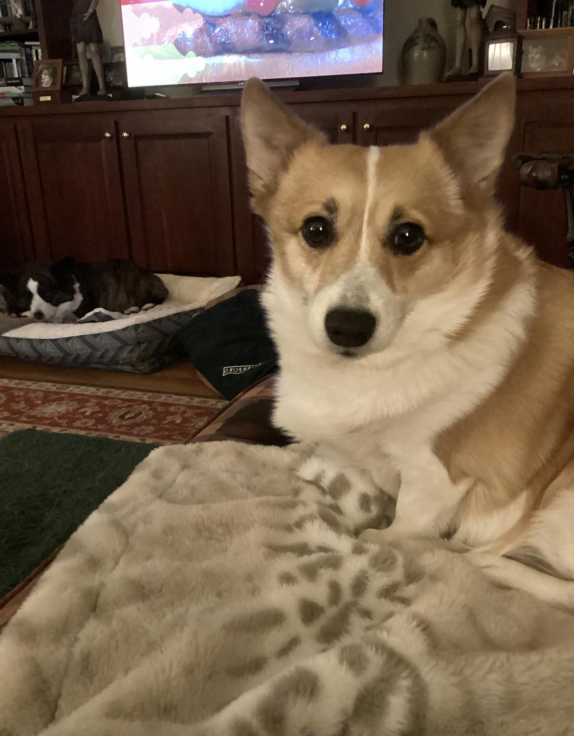 Dylan, an adopted Corgi in Chester Springs, PA image 2/2