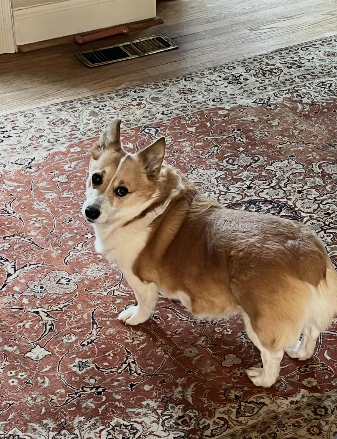 Dylan, adopted, Adult Female Corgi.