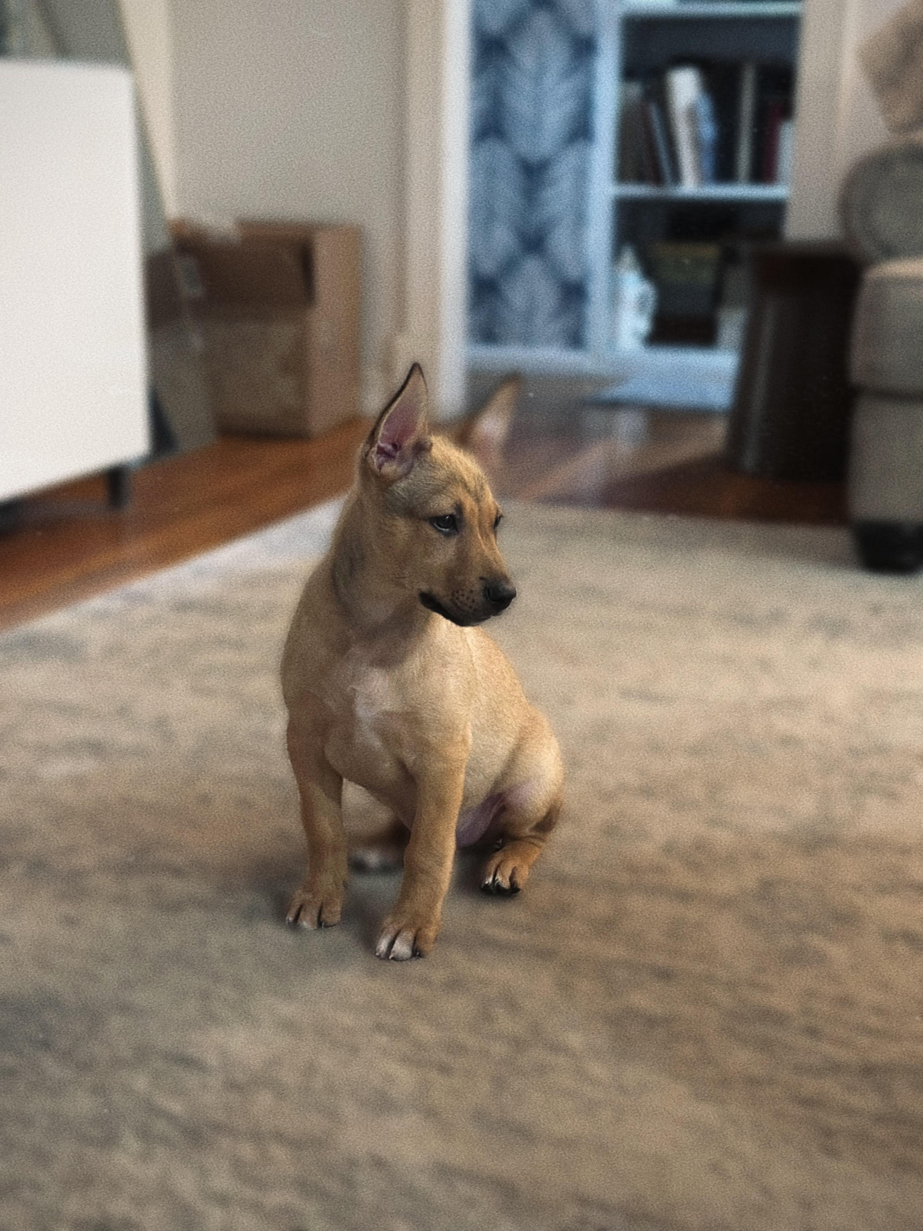 Hacky Sack, a Adoptable mixed breed in Phoenix, AZ image 4/4