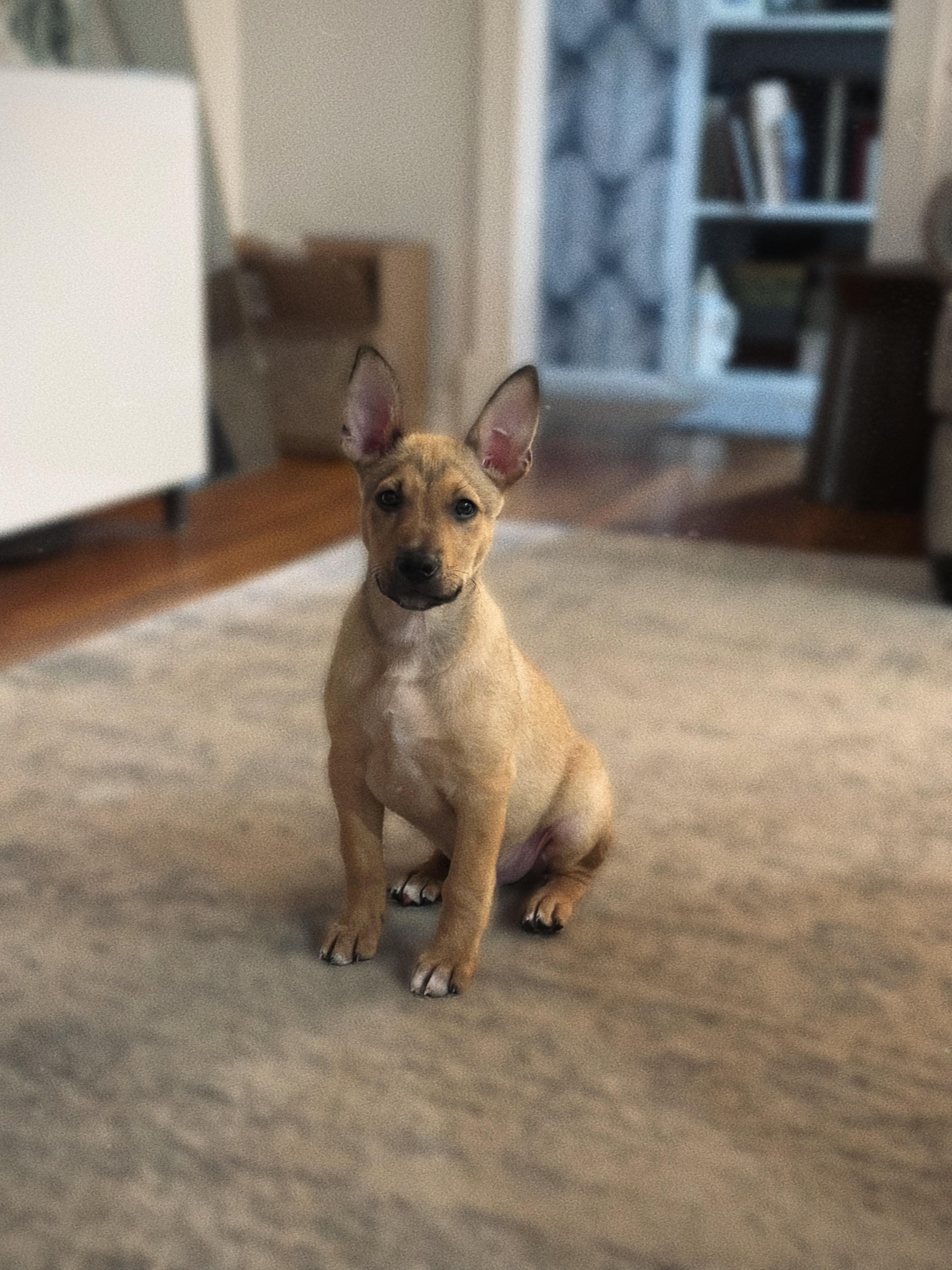 Hacky Sack, a Adoptable mixed breed in Phoenix, AZ image 2/4