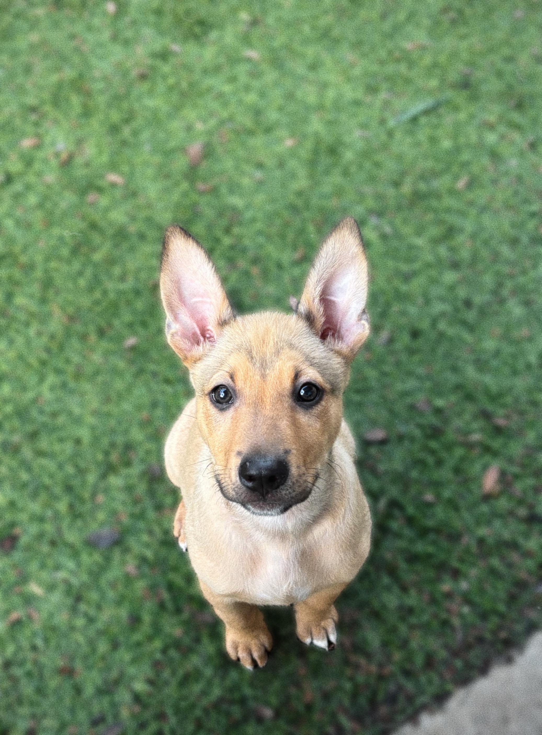 Hacky Sack, a Adoptable mixed breed in Phoenix, AZ image 3/4