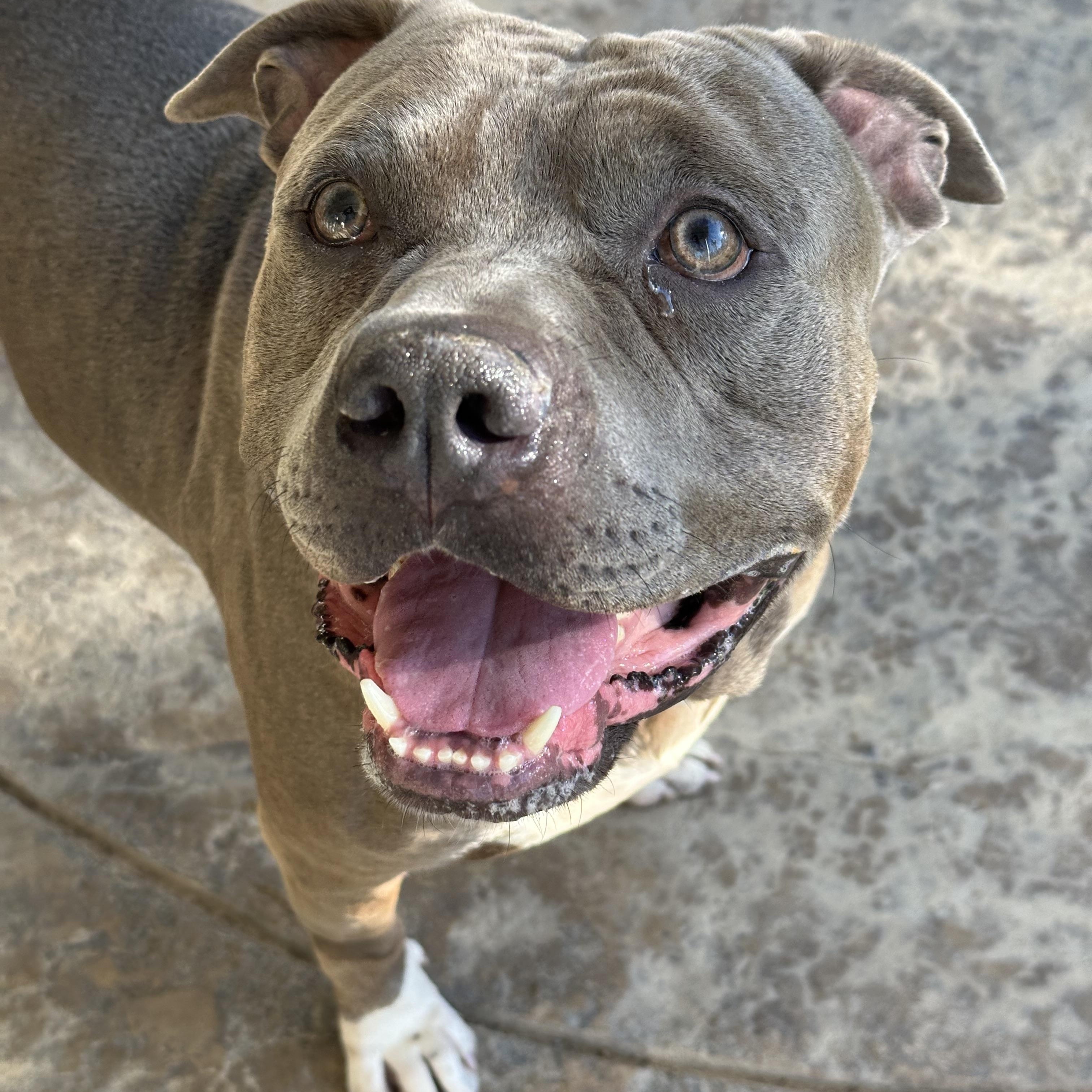 Yogi, a Adoptable Pit Bull Terrier image 3/6