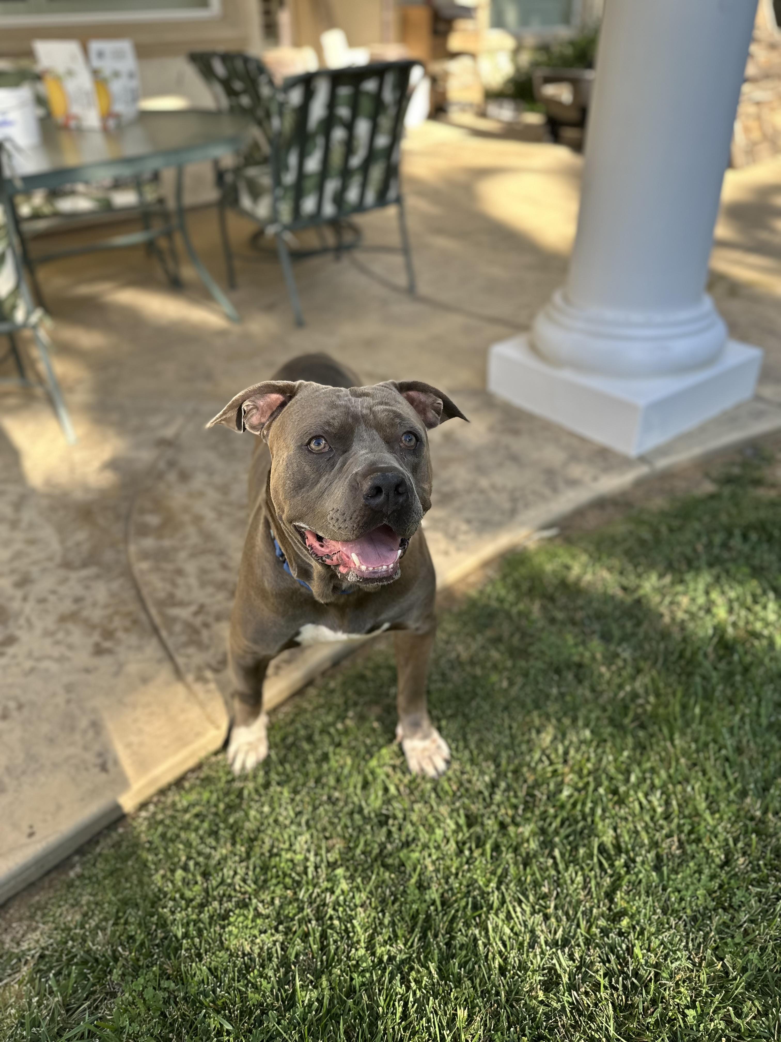 Yogi, a Adoptable Pit Bull Terrier image 5/6