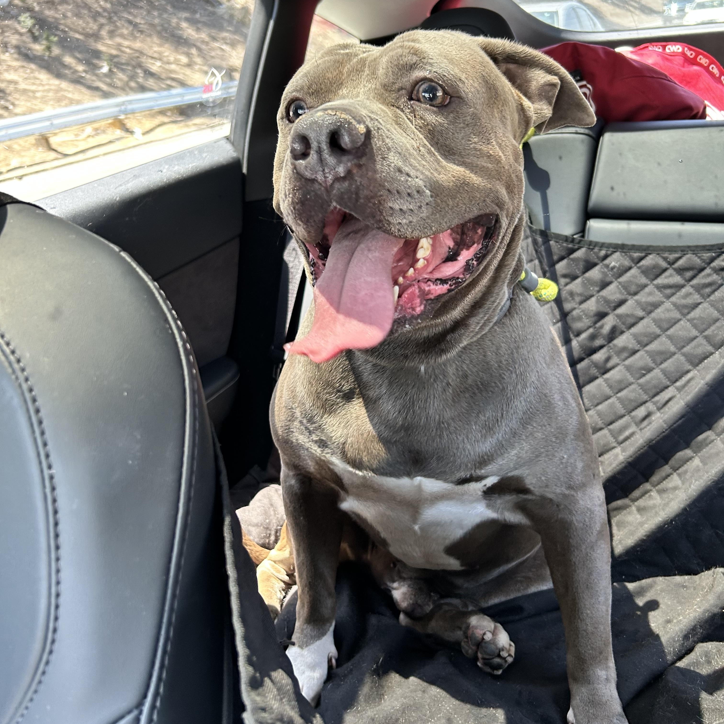 Yogi, a Adoptable Pit Bull Terrier image 6/6