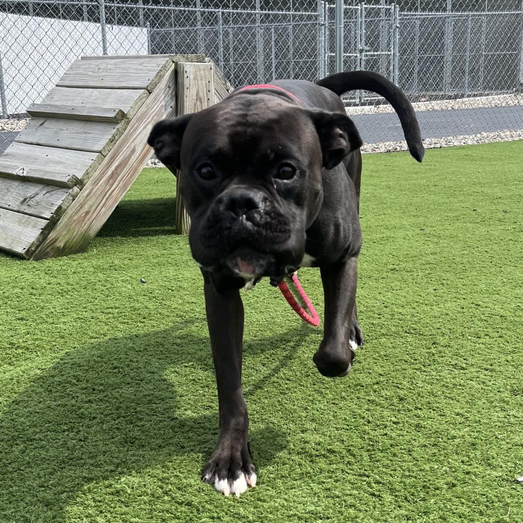 Enlarge Roly Poly, a Adoptable mixed breed in Bristol, IN image 1/2