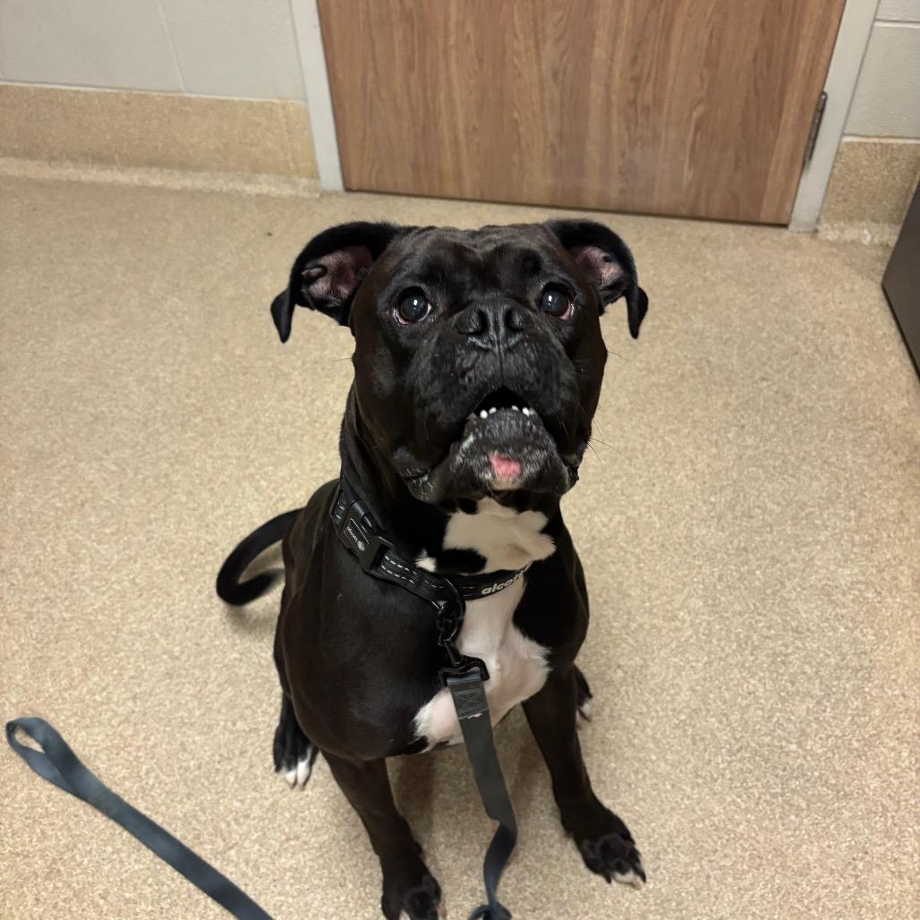 Enlarge Roly Poly, a Adoptable mixed breed in Bristol, IN image 2/2