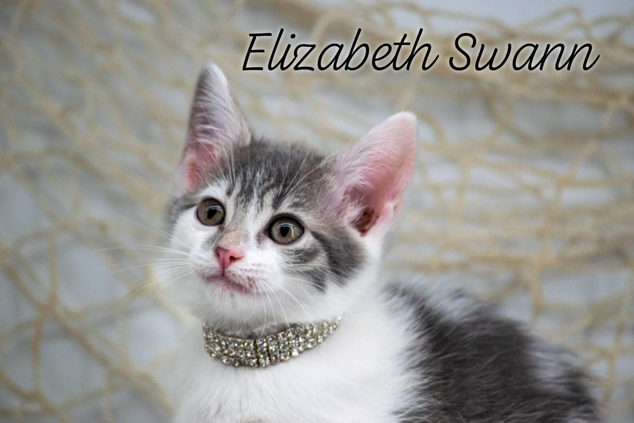 Elizabeth Swann, ADOPTABLE, Kitten Female Domestic Short Hair.