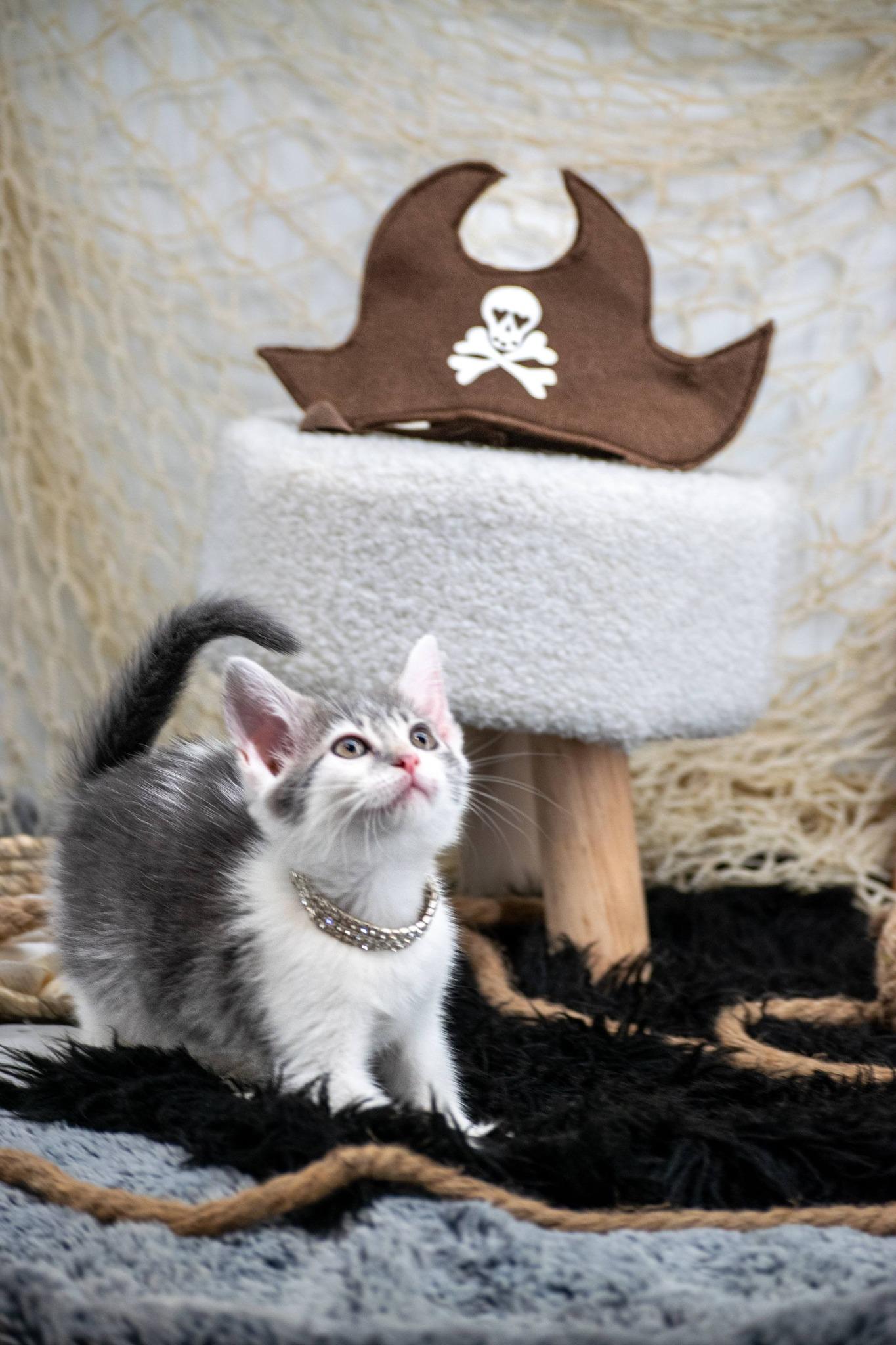 Elizabeth Swann, a ADOPTABLE Domestic Short Hair in Sevierville, TN image 3/3