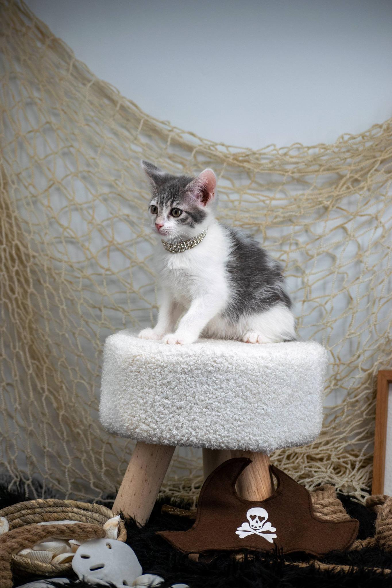 Elizabeth Swann, a ADOPTABLE Domestic Short Hair in Sevierville, TN image 2/3