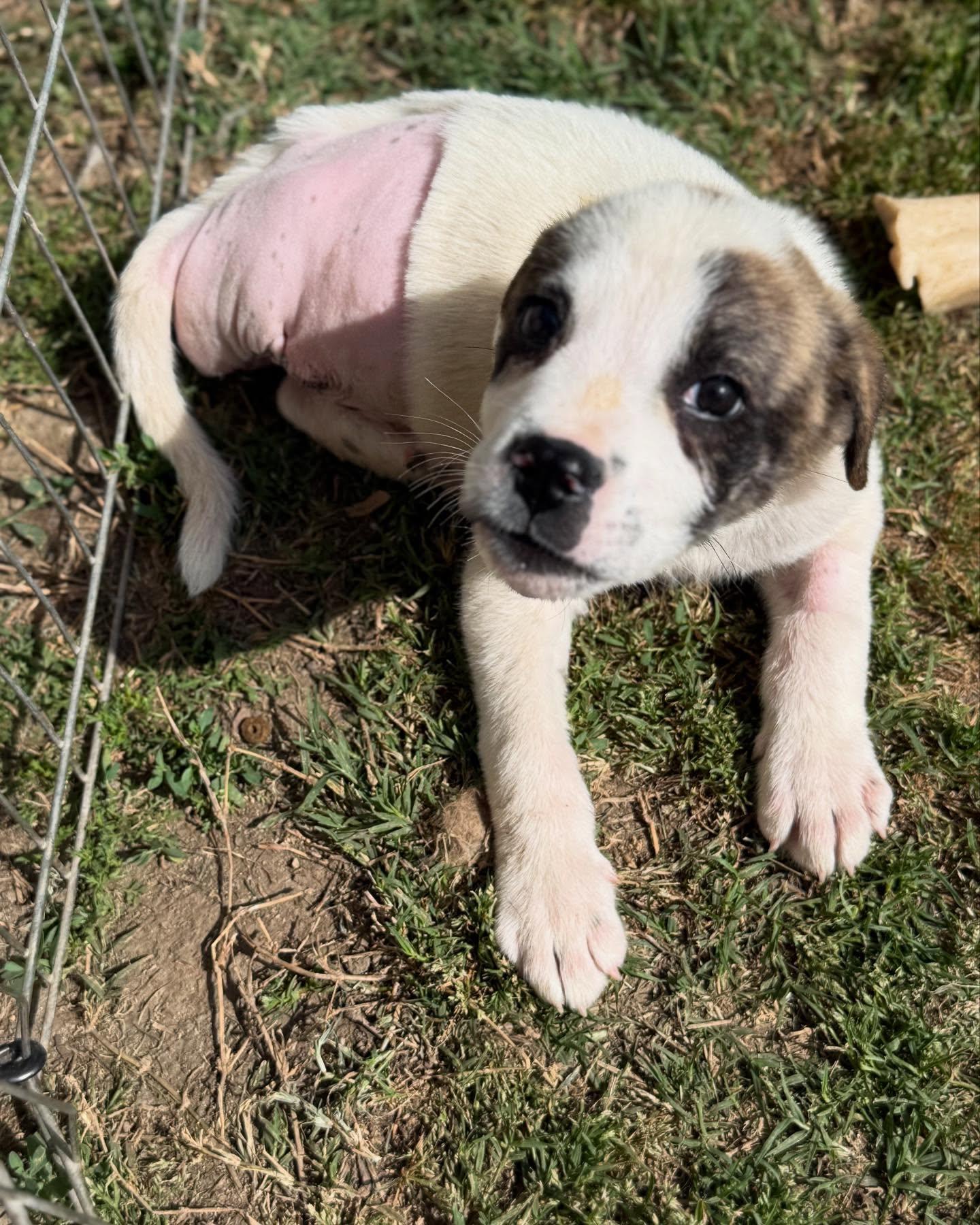 Enlarge Chance, a Adopted mixed breed in Visalia, CA image 1/1