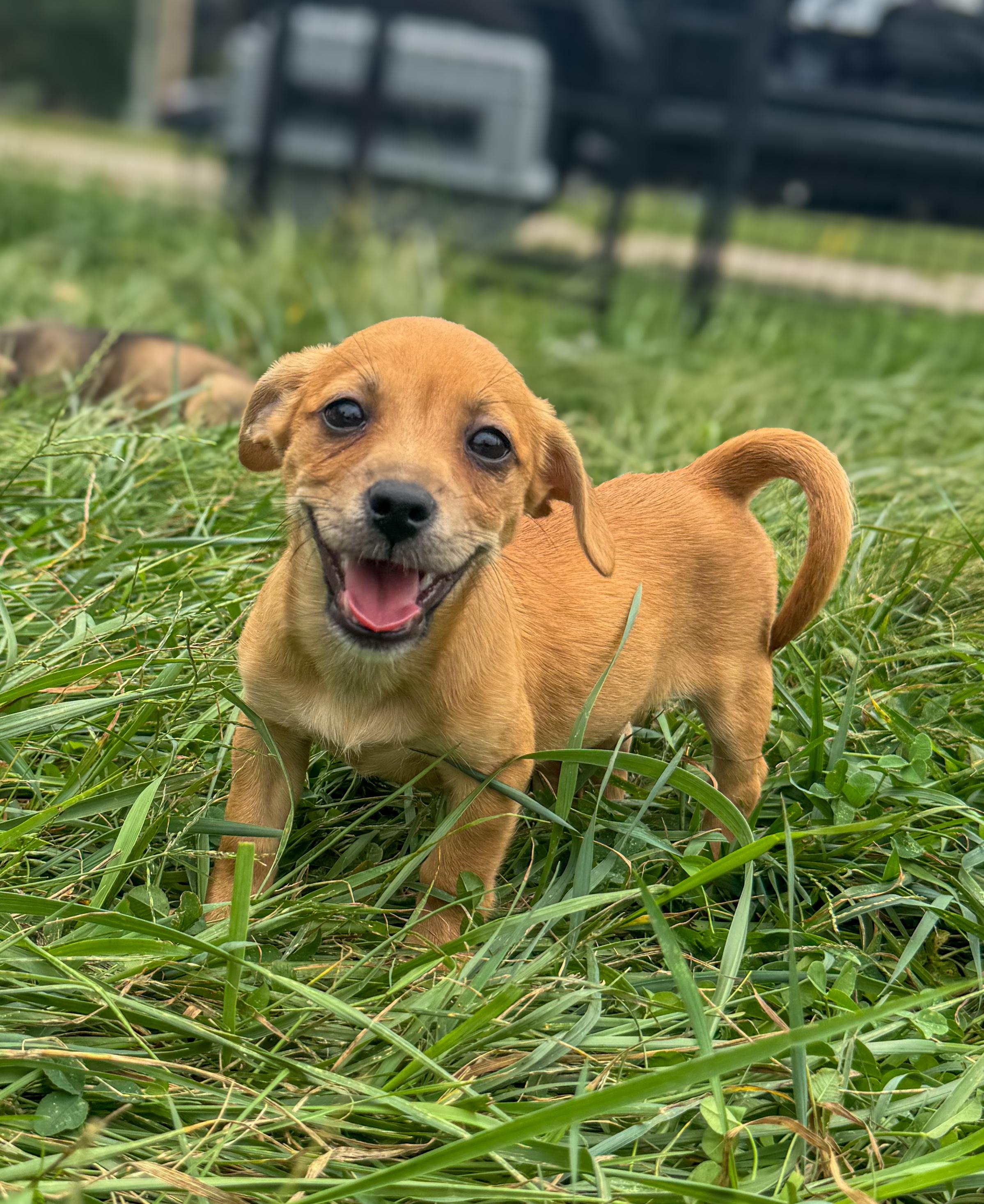Enlarge Hazelnut, a Adoptable Mixed Breed in Indianapolis, IN image 4/5