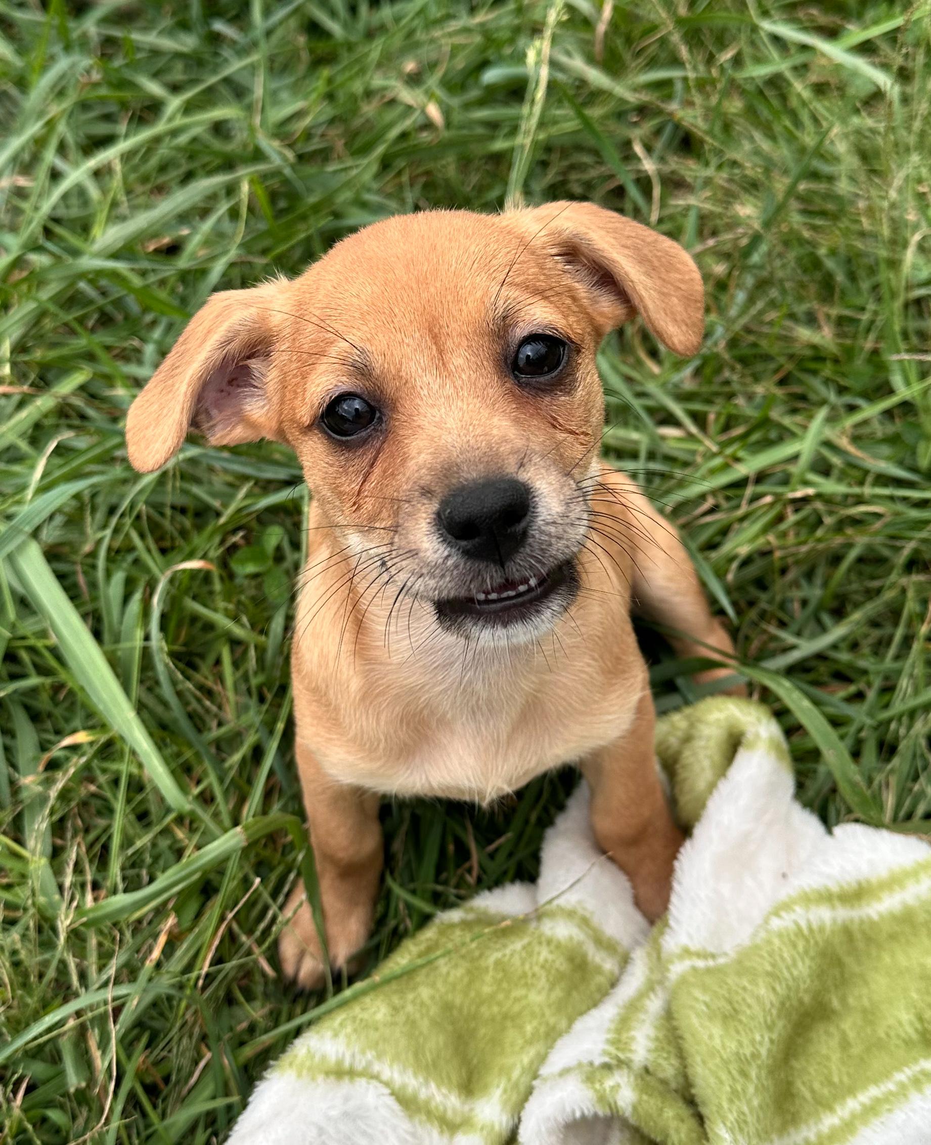 Enlarge Hazelnut, a Adoptable Mixed Breed in Indianapolis, IN image 1/5
