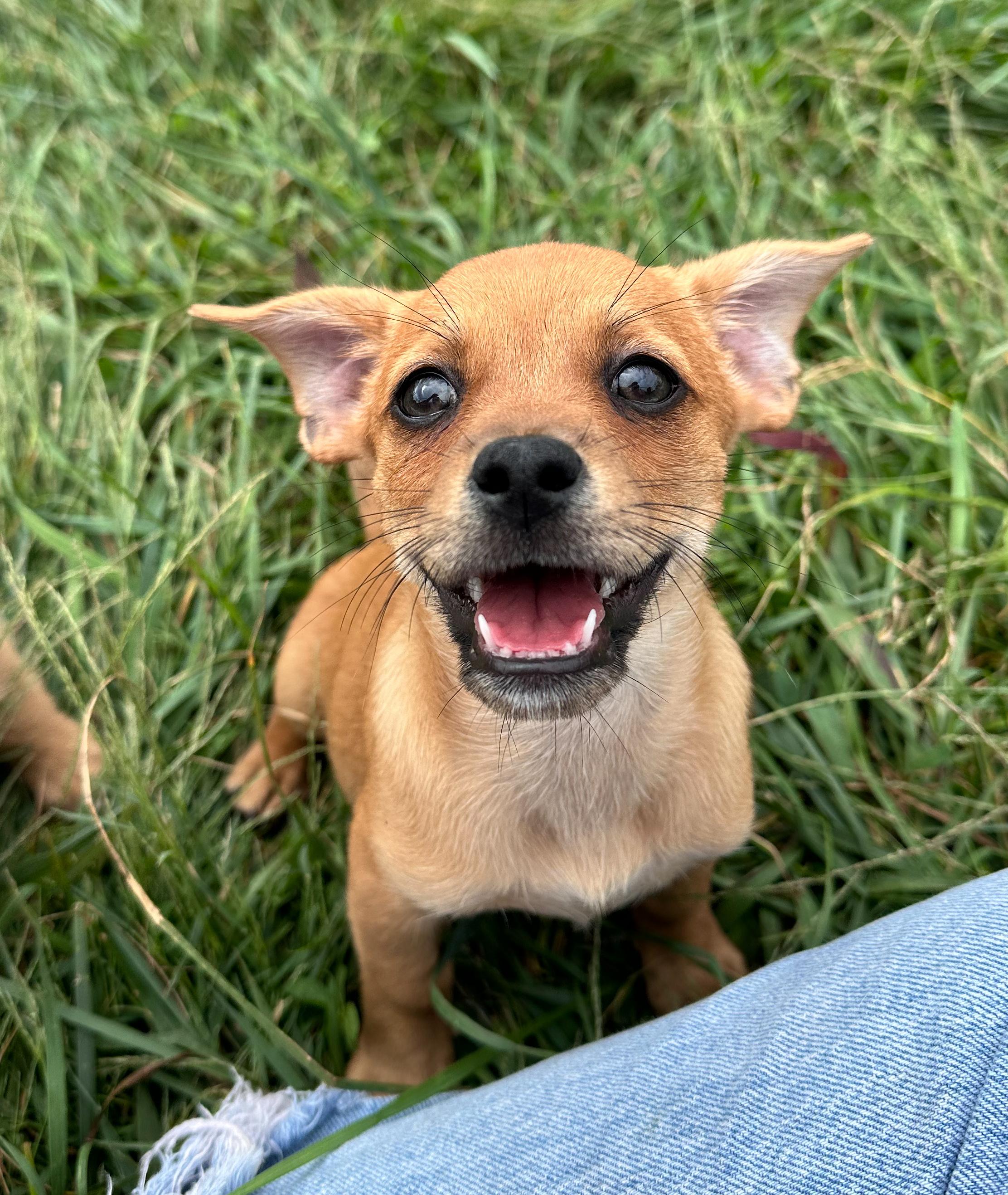Enlarge Hazelnut, a Adoptable Mixed Breed in Indianapolis, IN image 5/5