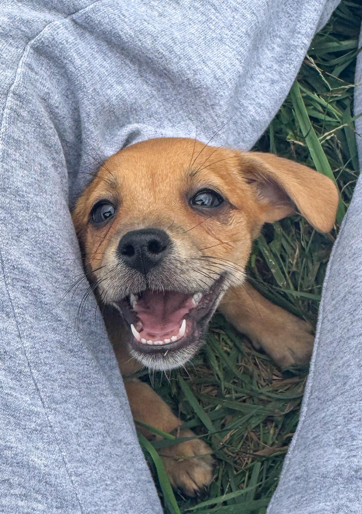 Enlarge Hazelnut, a Adoptable Mixed Breed in Indianapolis, IN image 3/5