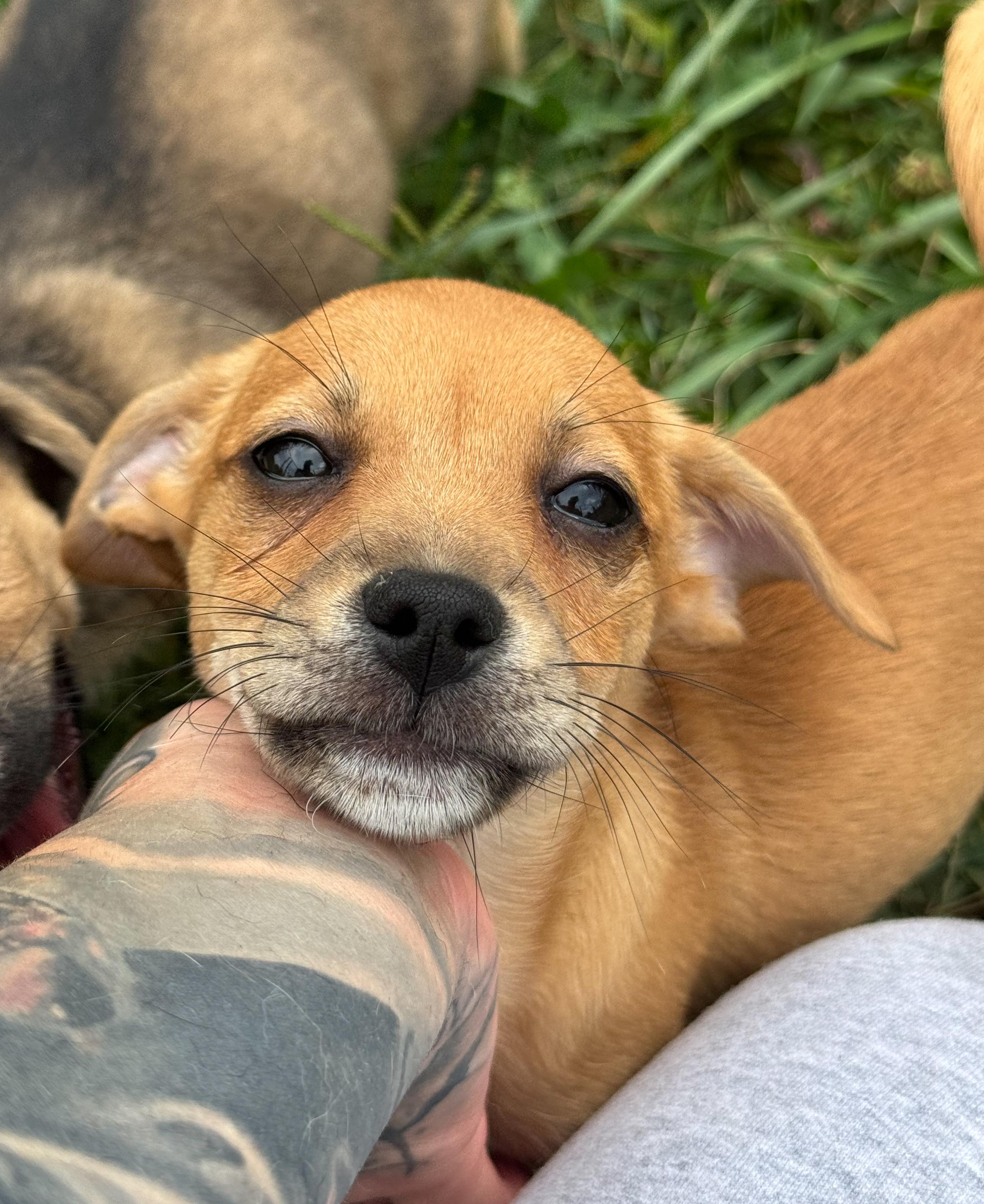 Enlarge Hazelnut, a Adoptable Mixed Breed in Indianapolis, IN image 2/5