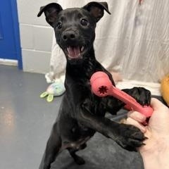 KC, adopted, Puppy Male Black Labrador Retriever.