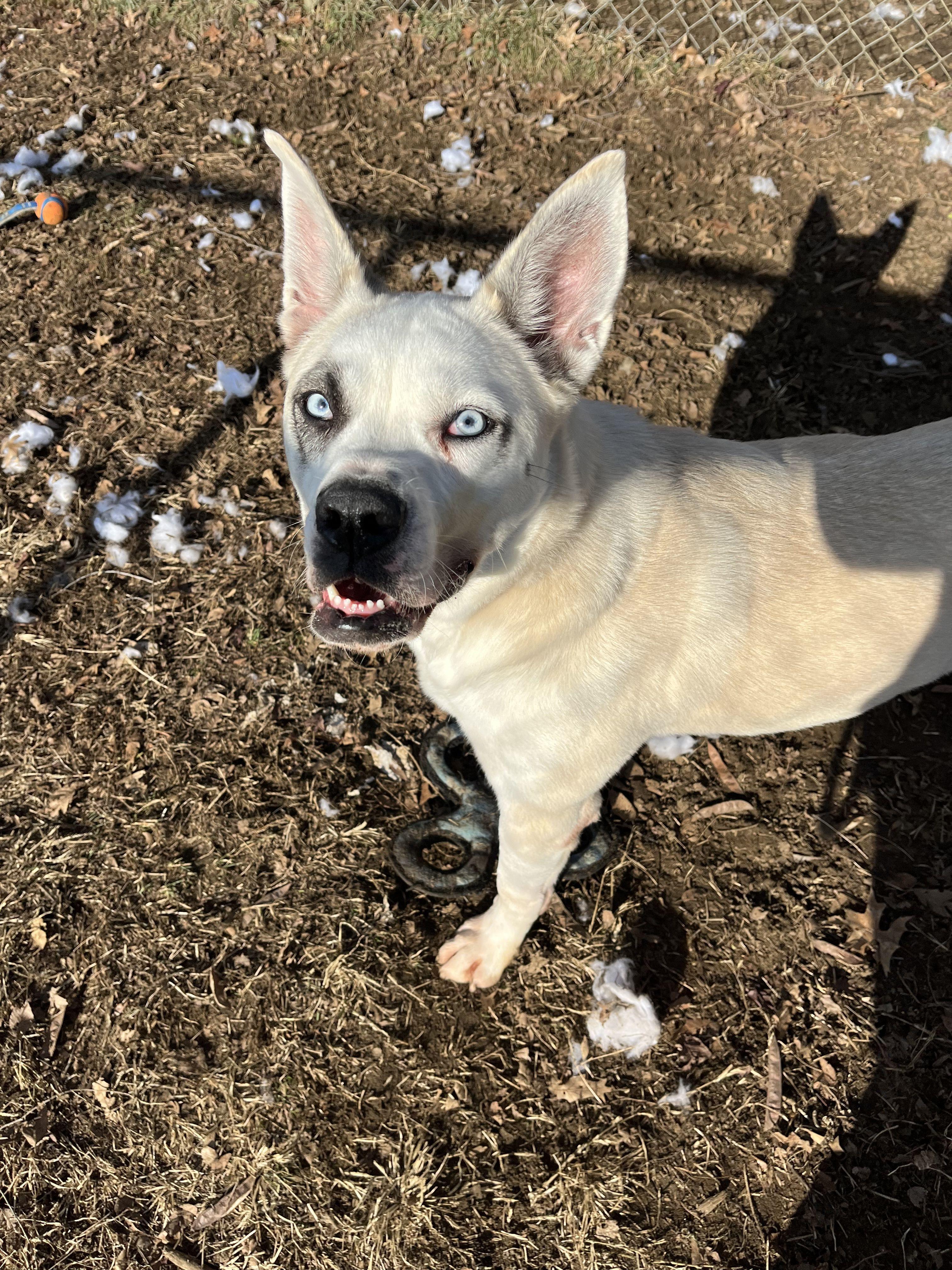 Enlarge Sky, a Adoptable mixed breed in Mishawaka, IN image 3/6