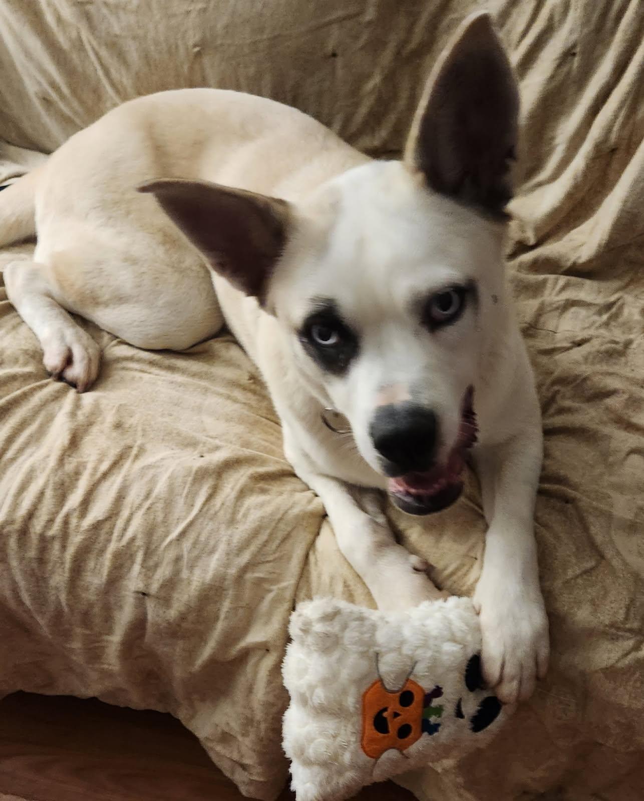 Sky, an adoptable Mixed Breed in Mishawaka, IN, 46545 | Photo Image 1