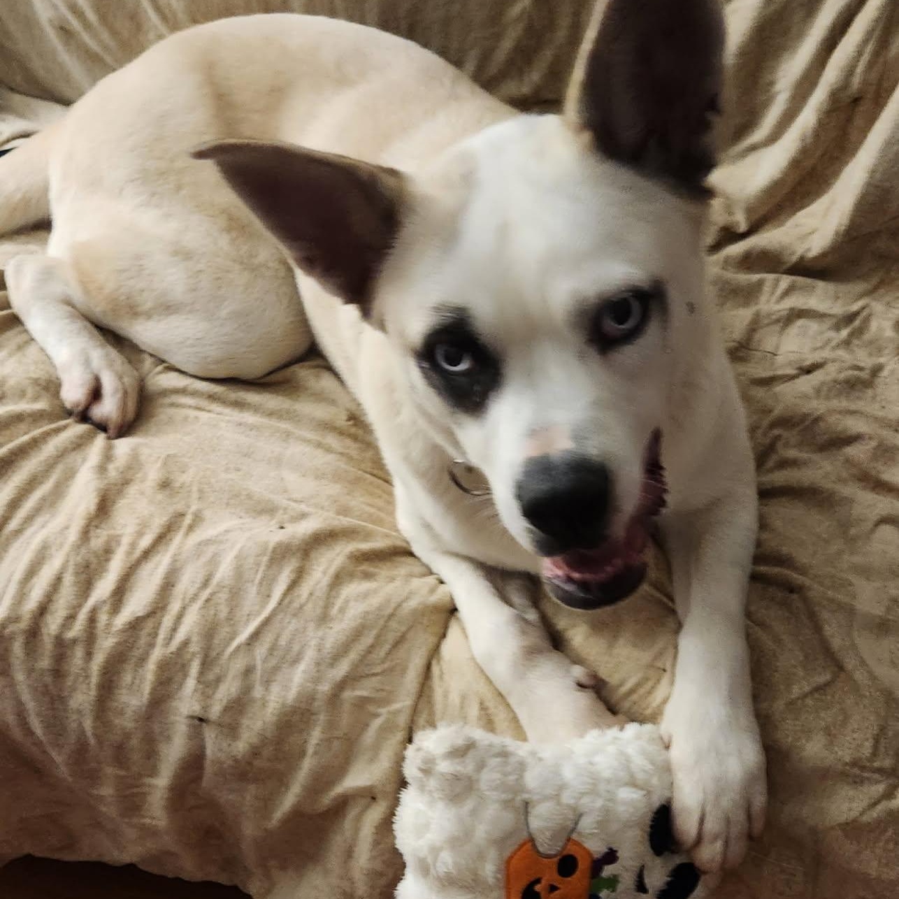 Sky, a Adoptable mixed breed in Mishawaka, IN image 1/6