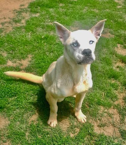 Sky, an adoptable Mixed Breed in Mishawaka, IN, 46545 | Photo Image 4