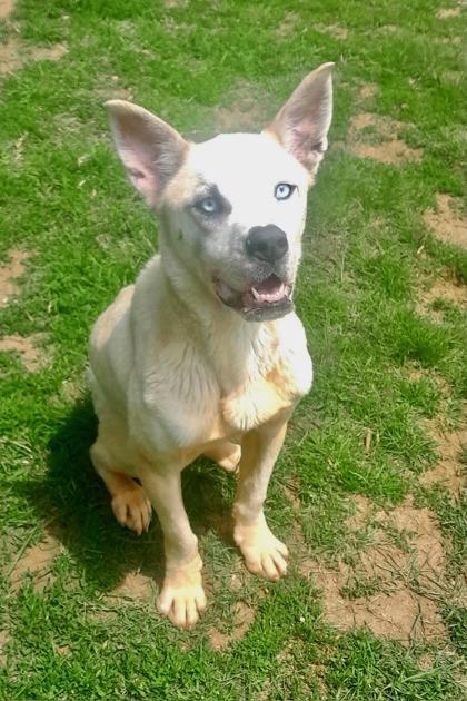 Sky, an adoptable Mixed Breed in Mishawaka, IN, 46545 | Photo Image 1