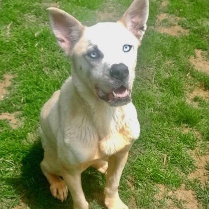 Sky, a Adoptable mixed breed in Mishawaka, IN image 4/6