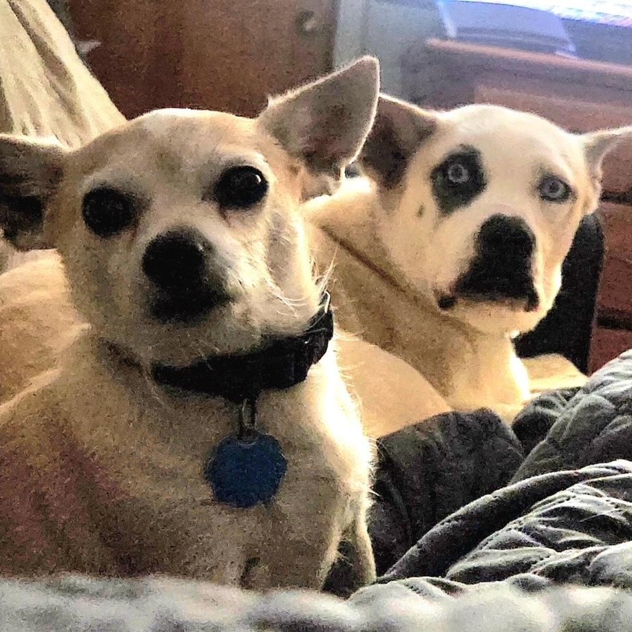 Sky, a Adoptable mixed breed in Mishawaka, IN image 2/6