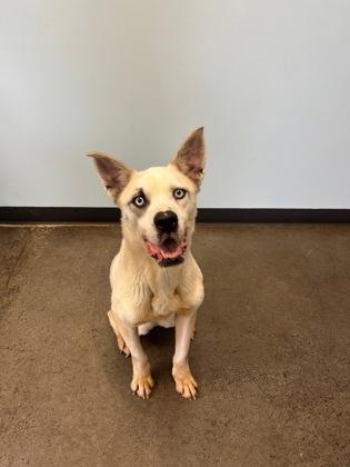 Sky, an adoptable Mixed Breed in Mishawaka, IN, 46545 | Photo Image 3
