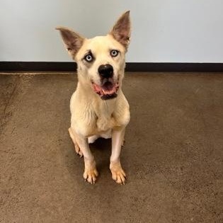 Sky, a Adoptable mixed breed in Mishawaka, IN image 6/6