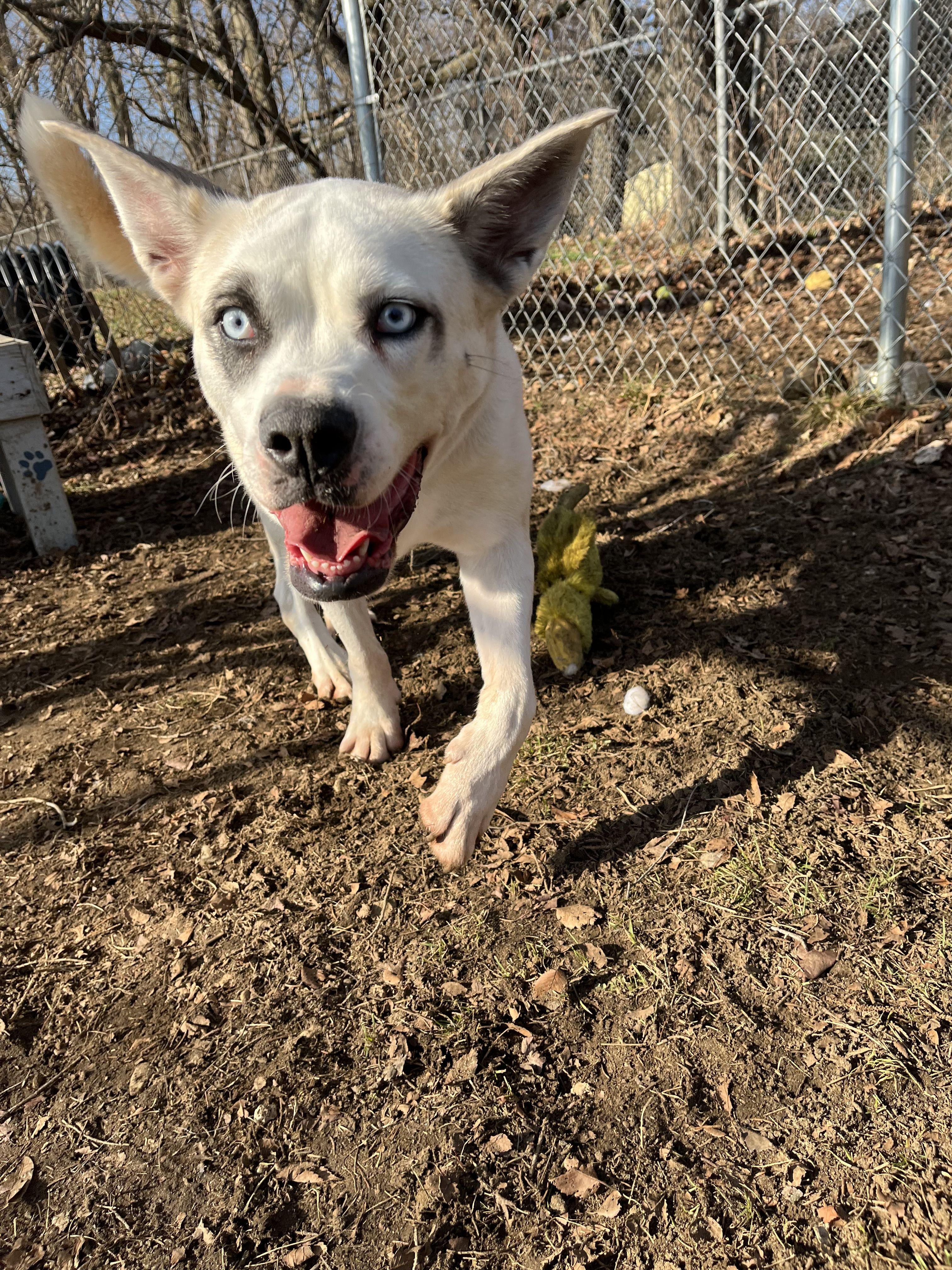 Sky, Adoptable, Adult Female Mixed Breed.